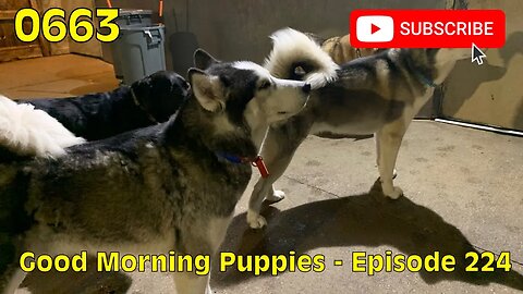[0663] GOOD MORNING PUPPIES - EPISODE 224 [#dogs #doggos #doggies #puppies #dogdaycare]