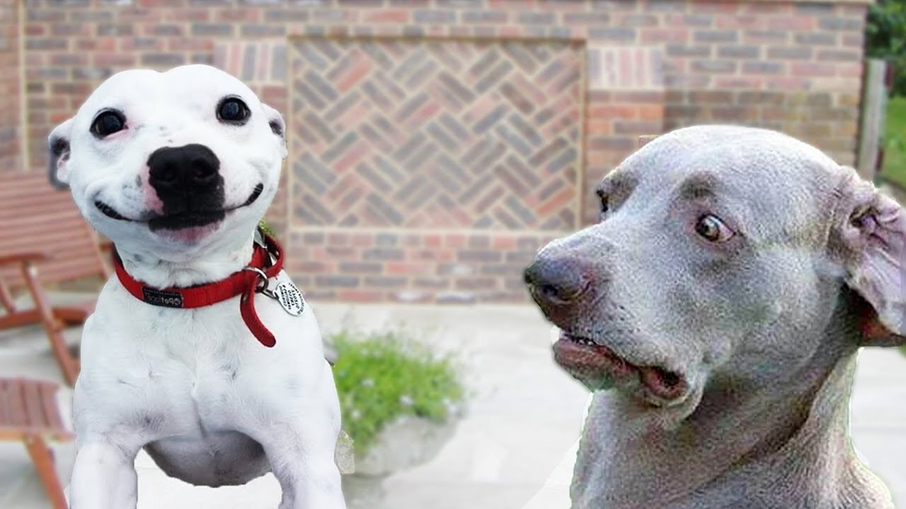 Troll Prank Dog, Cat, Fake Lion Funny