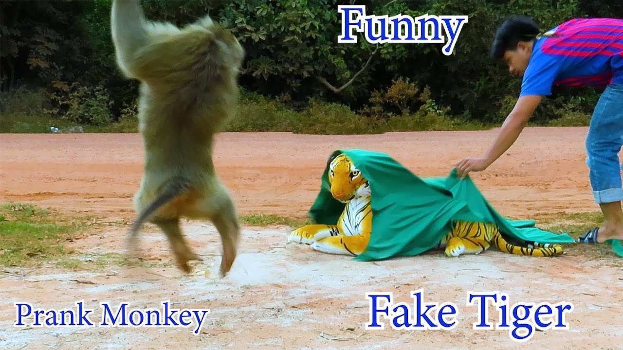 Monkey afraid fake tiger