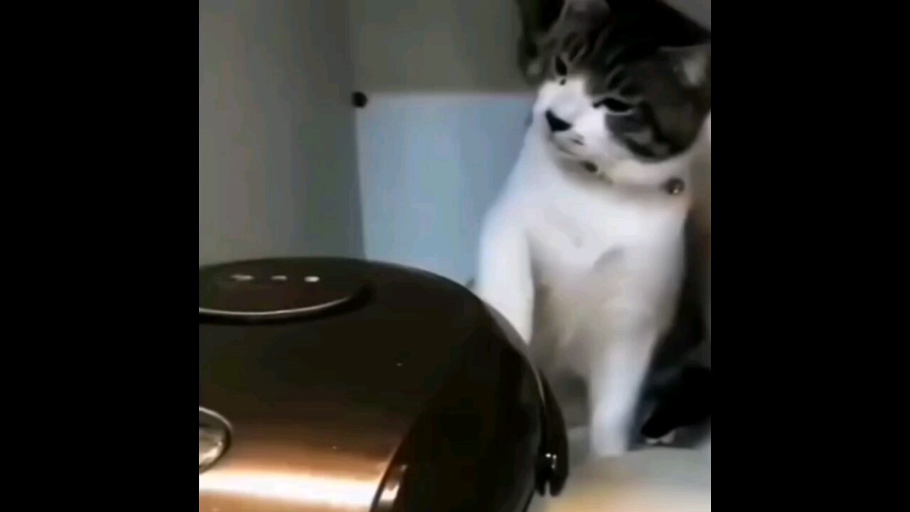 The cat slapped very hard😂😂 Amazing video