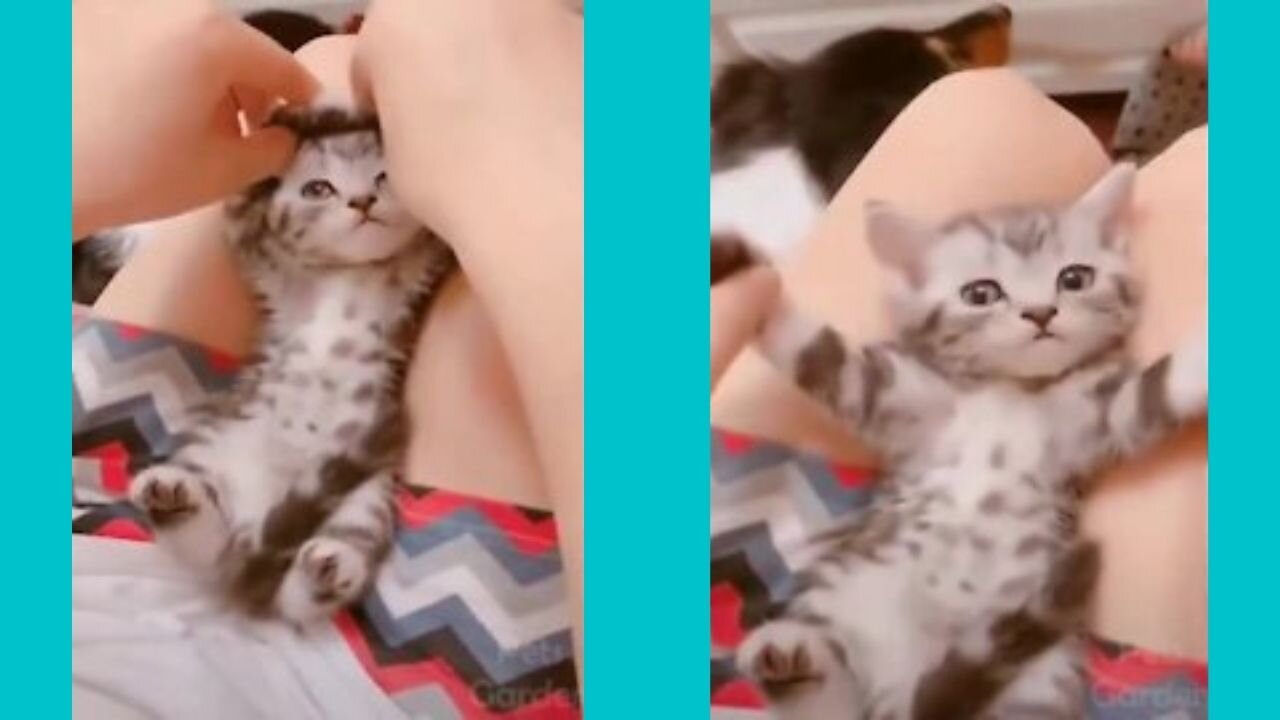 kitten cat dancing with the owner. very cute