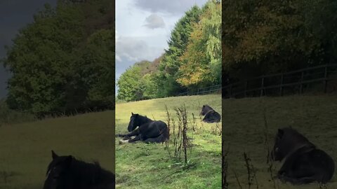 Two horses on my walk. Sorry they are being lazy and not running around.