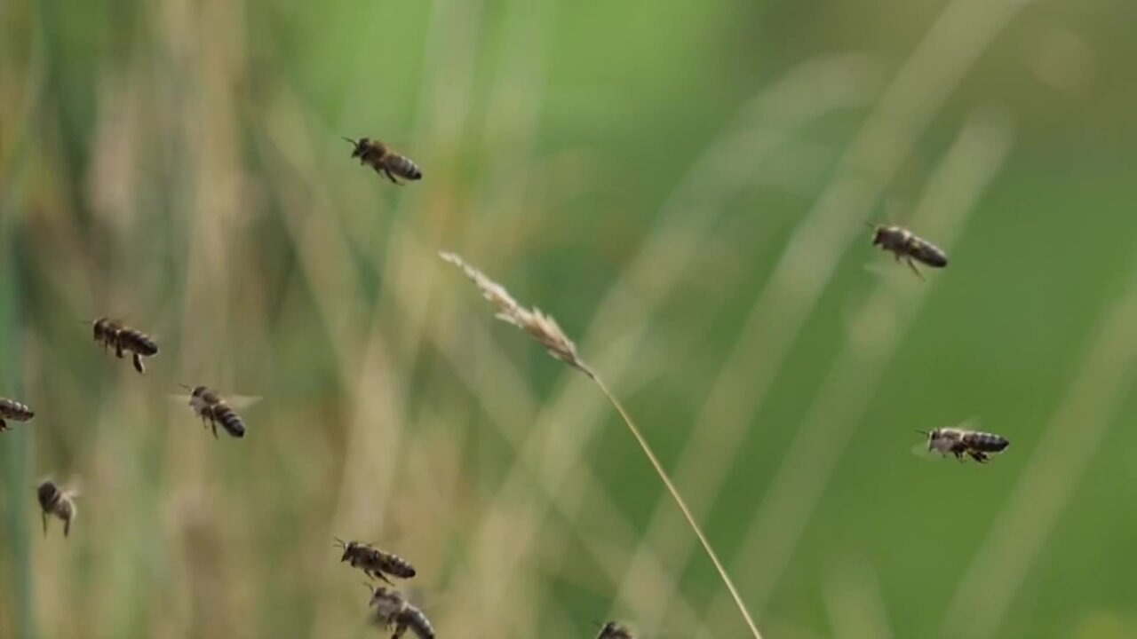 "Honeybees: Guardians of Our Gardens"