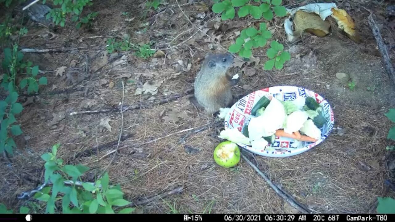 Baby Groundhog Siblings