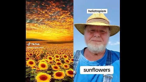 Warrior Farmer in US Speaks on Heliotropic Sunflowers