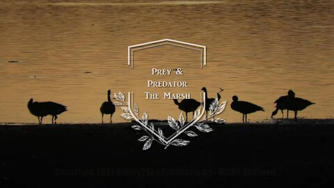 The Marsh - Prey and Predator