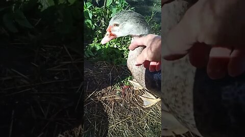 Pretty Muscovy Drake and soooo friendly, a lovely boy