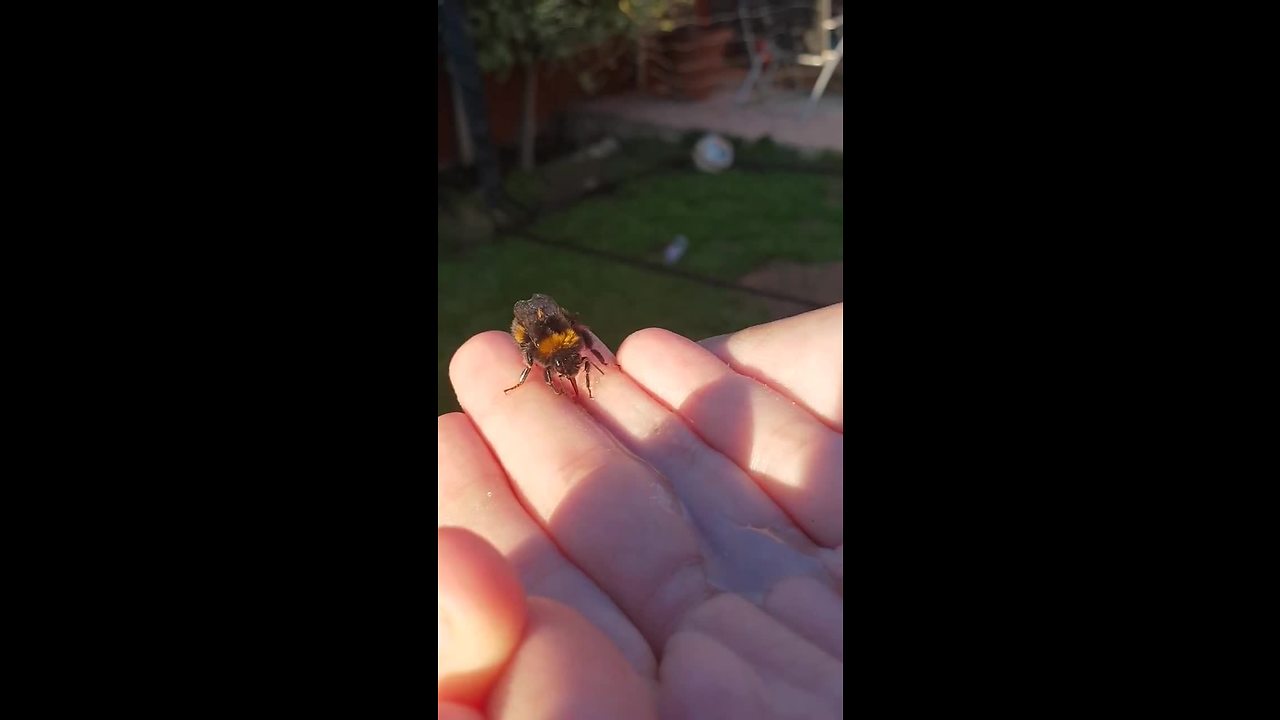 Woman nurses injured bee back to health