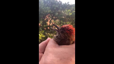 Woodpecker - Pica-Pau