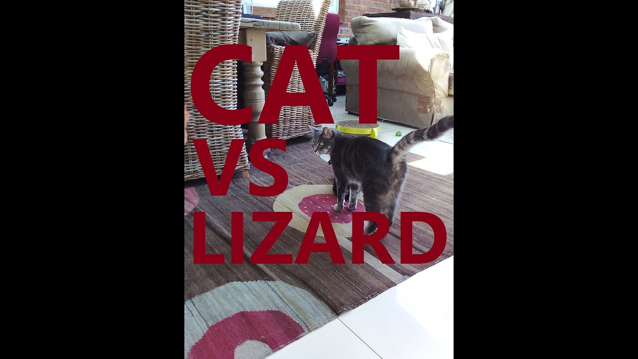 Cat Versus Lizard.