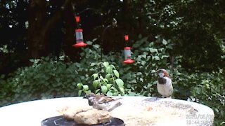 Gang of House Sparrows Having a Bath