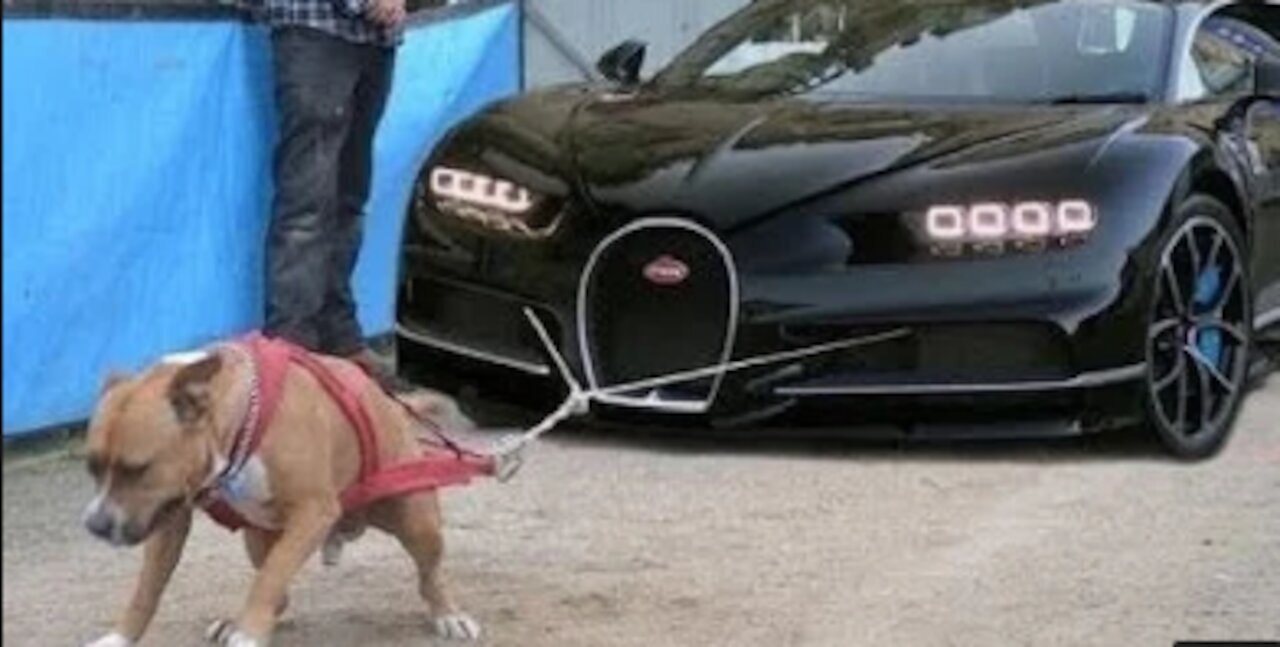 Most Powerful And Dangerous Pitbull Dogs