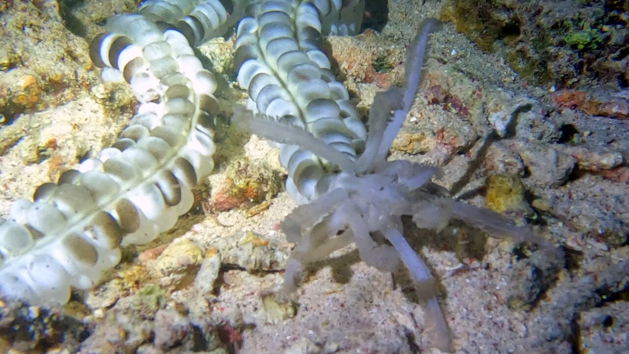 One of the the ocean's most bizarre animals; the beaded sea cucumber