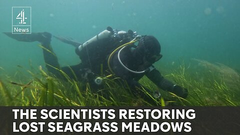 Seagrass meadows: Britain's most important and threatened habitat