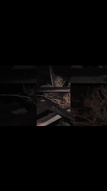 ❌ Should I Go Out There?! ❌ Truckee River Murder House #paranormal #skinwalker #haunted #ghost