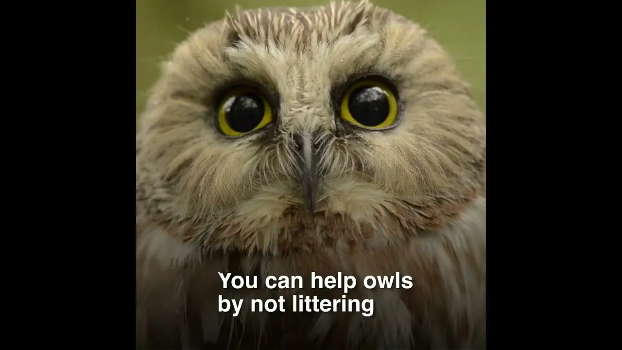 Important Superb Owl PSA 🦉