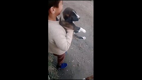 Kid enjoy with puppy and kissing