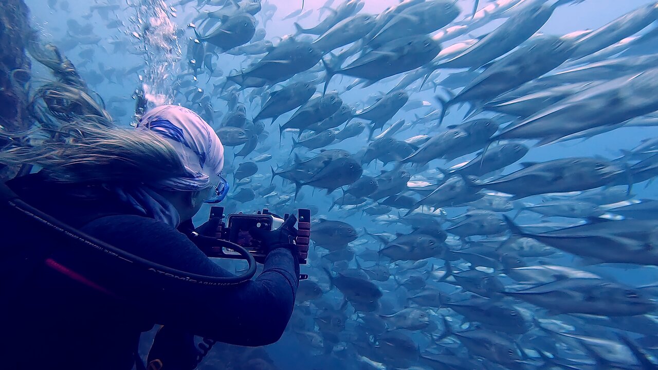 Wall of jacks pass scuba diver like a long freight train