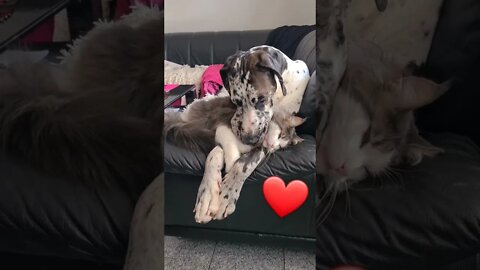 great dane love with cute kitten cat||the dodo animals|GigoX|cute animals#shorts