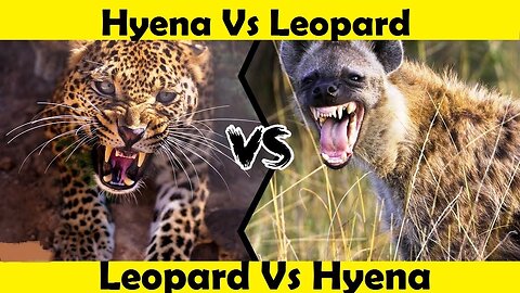 Leopard Vs Hyena. Leopard Attack Hyena. (Tutorial Video)