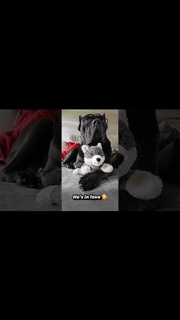 Cane Corsos Protects His Baby Wolf #shorts #dog #viralshorts