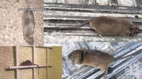 UPDATE: Henderson woman still living in fear of rats in trees even after chicken coop removed