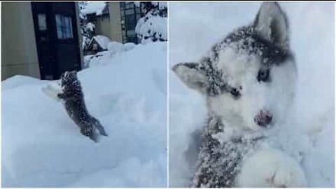 Igen! Huskyvalp som älskar att bli kastad i en snödriva