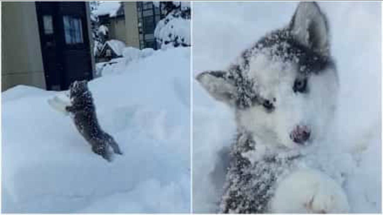 Igen! Huskyvalp som älskar att bli kastad i en snödriva