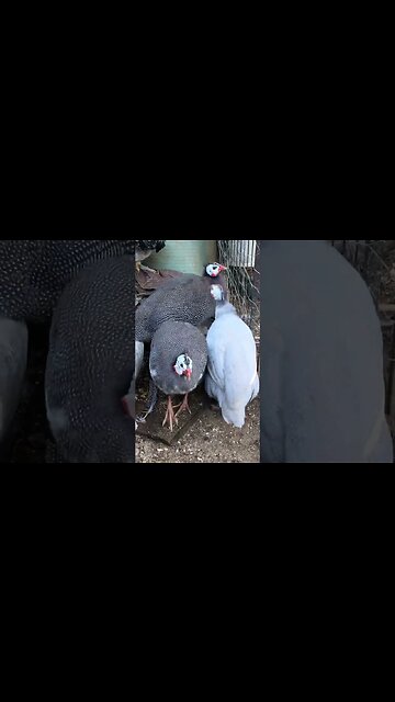 Chatty guinea fowl keet girls all grown up