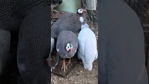 Chatty guinea fowl keet girls all grown up