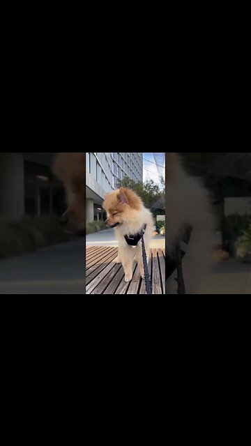 Who Else Wants to See This Adorably Cute Chihuahua?