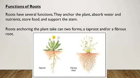 Basic Botany Video 1