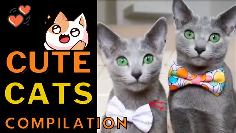 Cute Cats Vol. 3 - Precious Furballs That Will Make You Smile