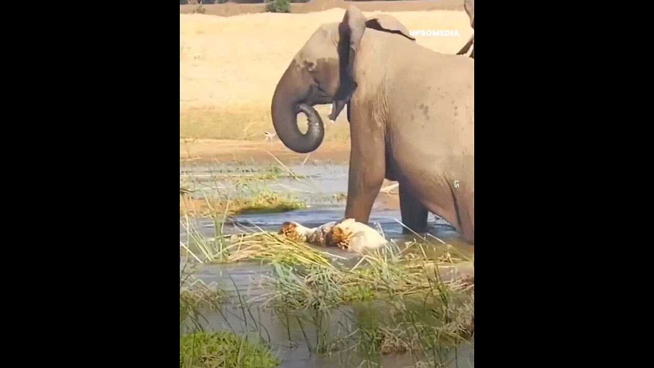 elephant attack crocodile