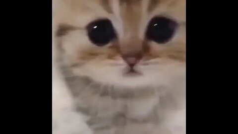 #shortscatsvideos #shorts cats videos#shortspetsvideos #shortspetsvideos #shortsanimalsvideos