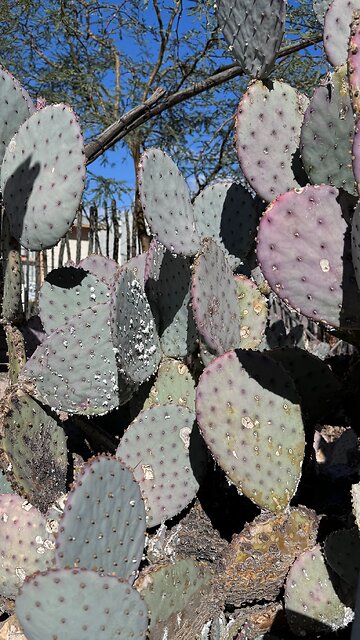 Cochineal Insect on cactus