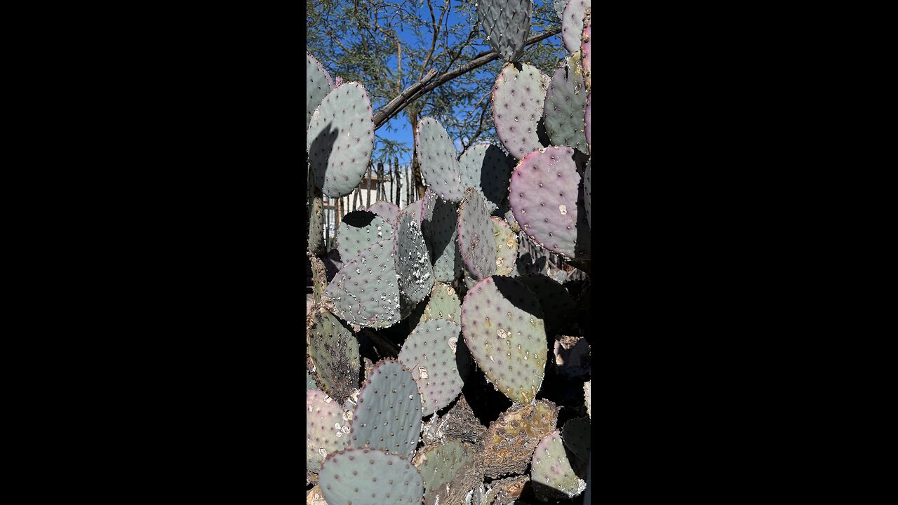 Cochineal Insect on cactus