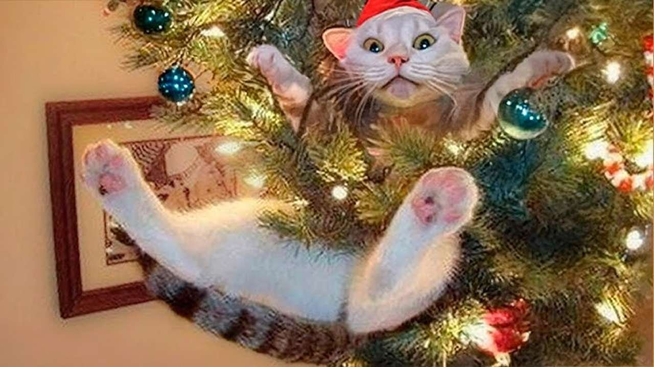 Funny Christmas Animal Videos – Cats and Dogs on Holidays 🎄🐱🐶