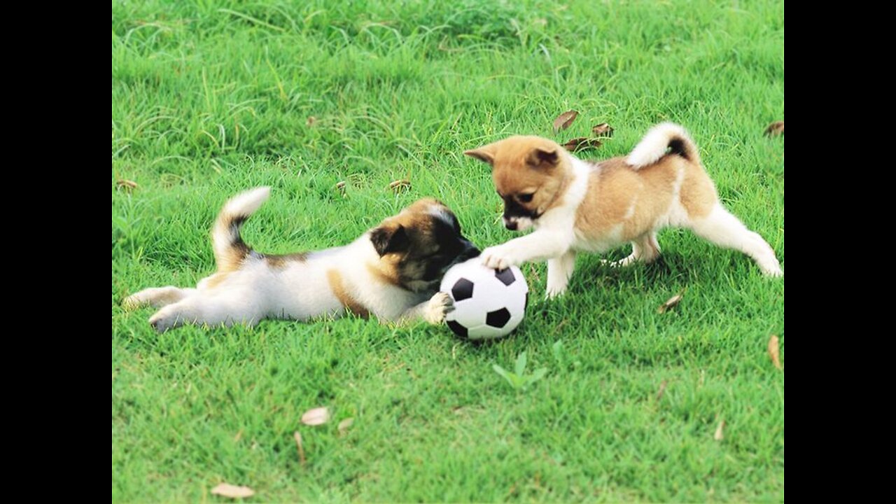 Cute dog playing with ball |Pets Funny Videos|funny animal videos|Its haha time #Shorts #funnydogs