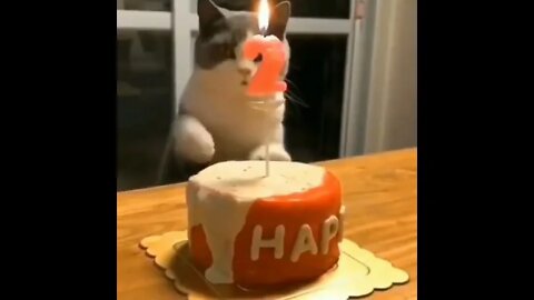 cat's birthday #birthday #cat#pet #funny