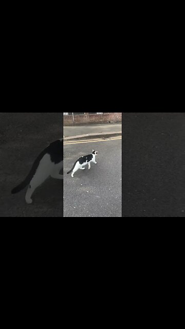 One cat was trying to catch pigeons and I bothered that cat