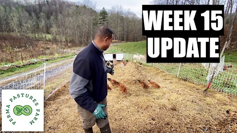 Chicken Tractor On Steroids: Week 15 Update