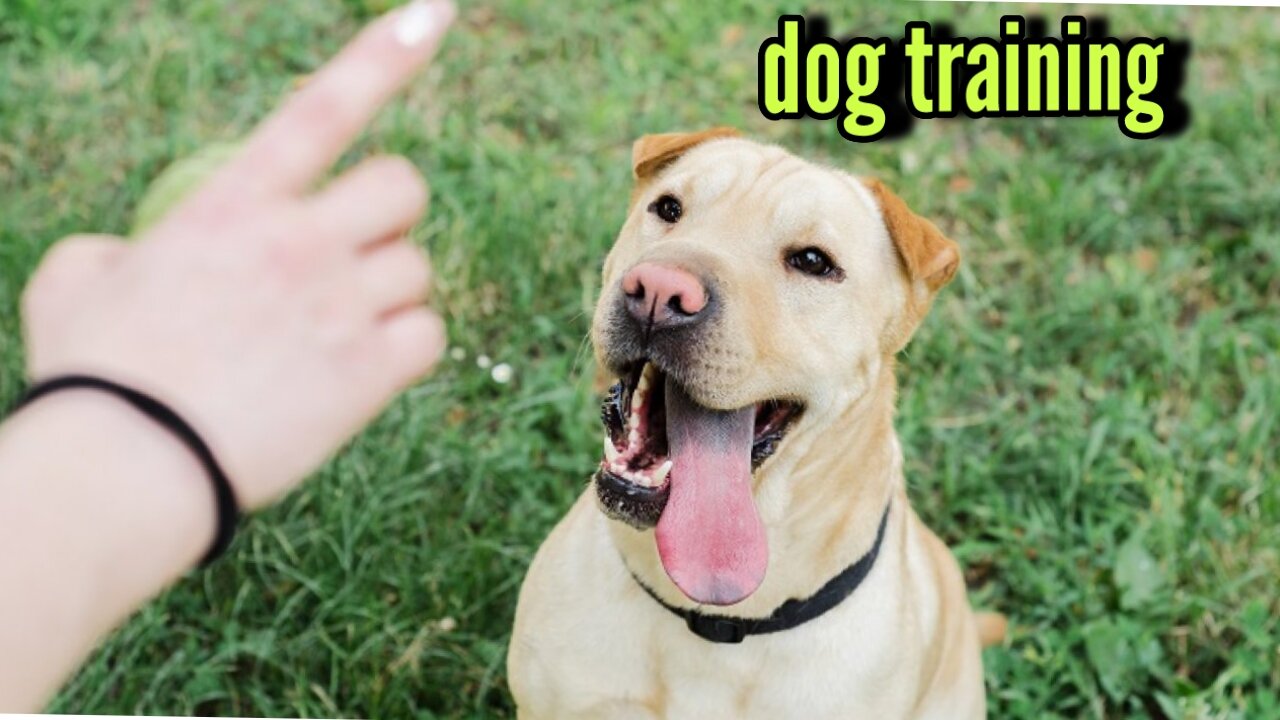 Dog training