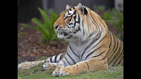 A delicious chicken meal for a strong tiger