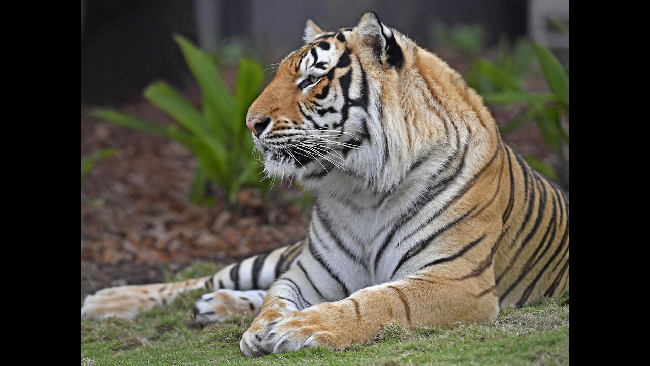 A delicious chicken meal for a strong tiger