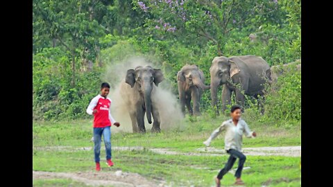 Elephant attack on villagers 🔥🔥🔥🔥