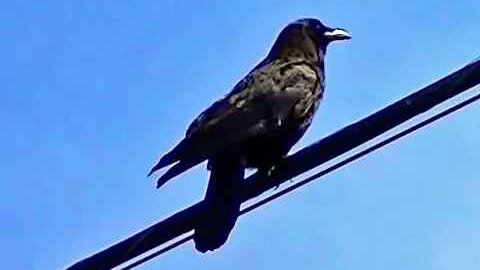 IECV NV #95 - 👀 The Black Crow On A Wire 5-29-2015