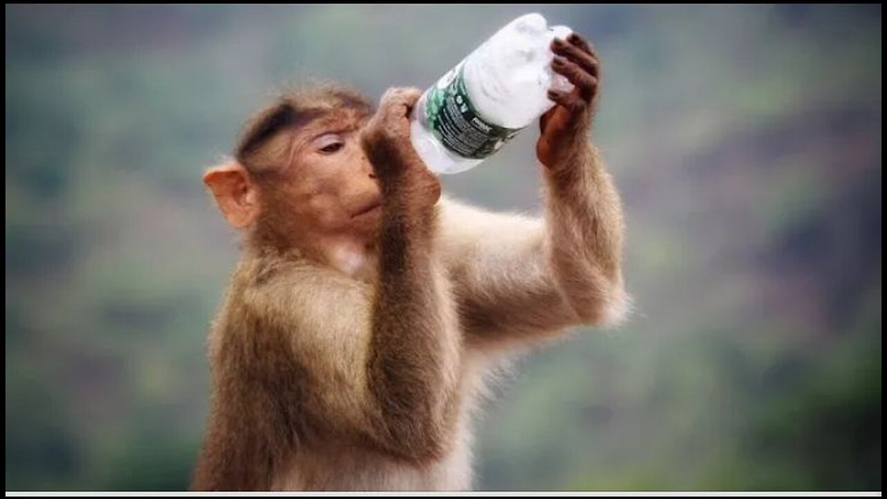 Funniest monkey- cute and funny monkey video