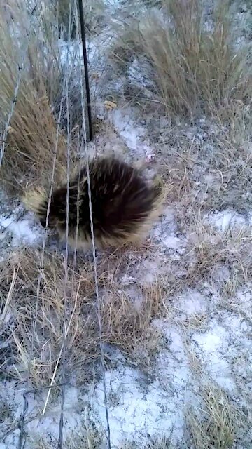 Porky close encounter