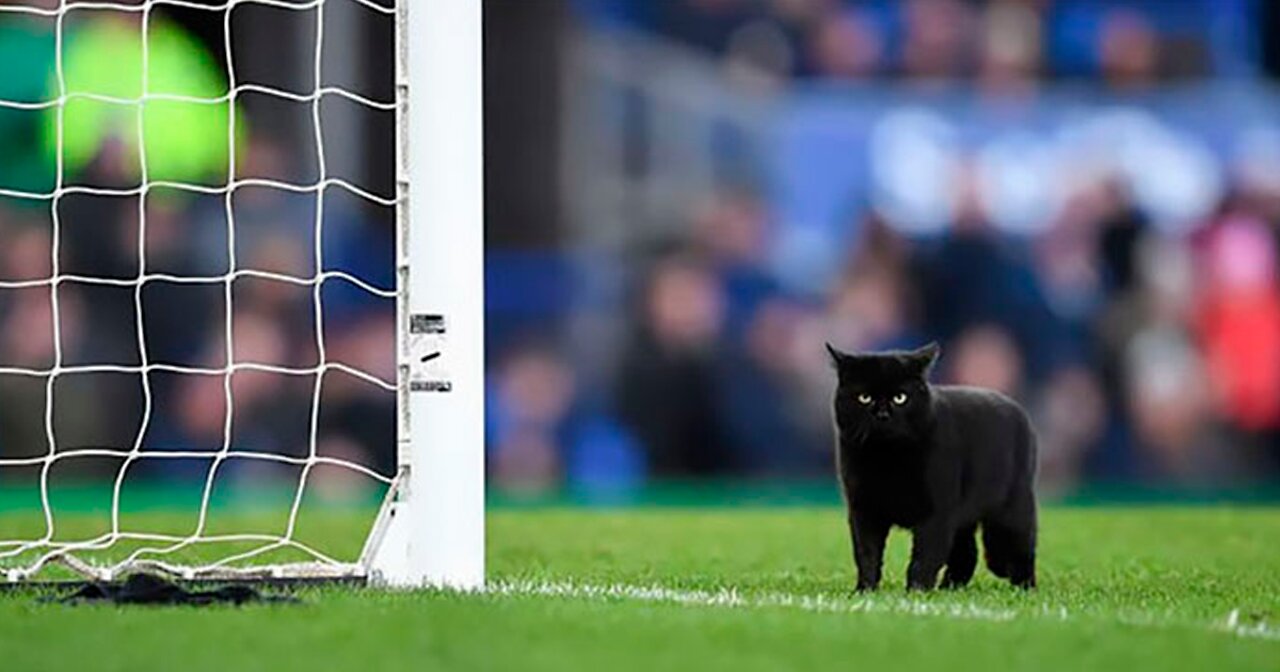 BLACK CAT SCORES A GOAL on SOCCER MATCH ⚽